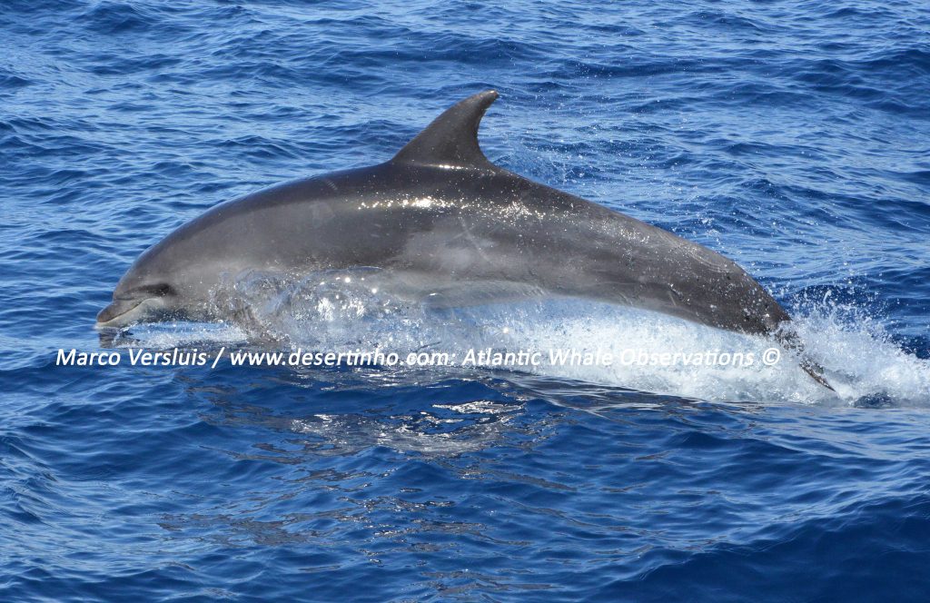 Desertinho Atlantic Whale observations: Atlantic bottlenose dolphin