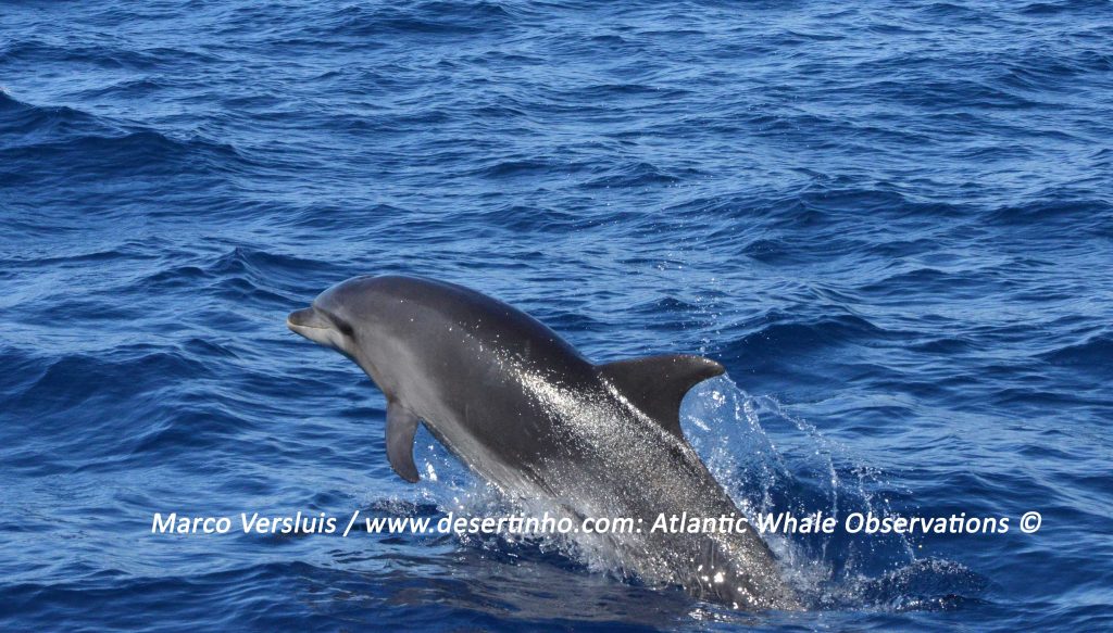 Desertinho Atlantic Whale observations: Atlantic bottlenose dolphin