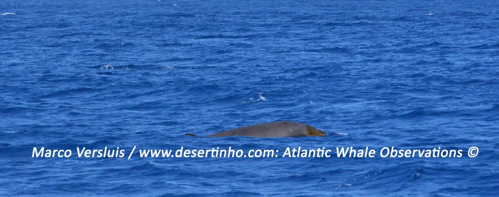 Desertinho Atlantic whale observations: Blainville’s beaked whale