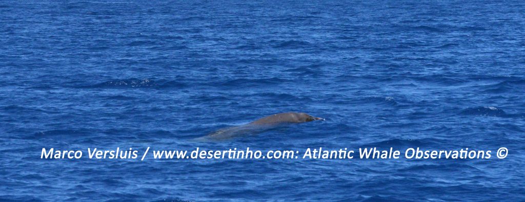 Desertinho Atlantic whale observations: Blainville’s beaked whale