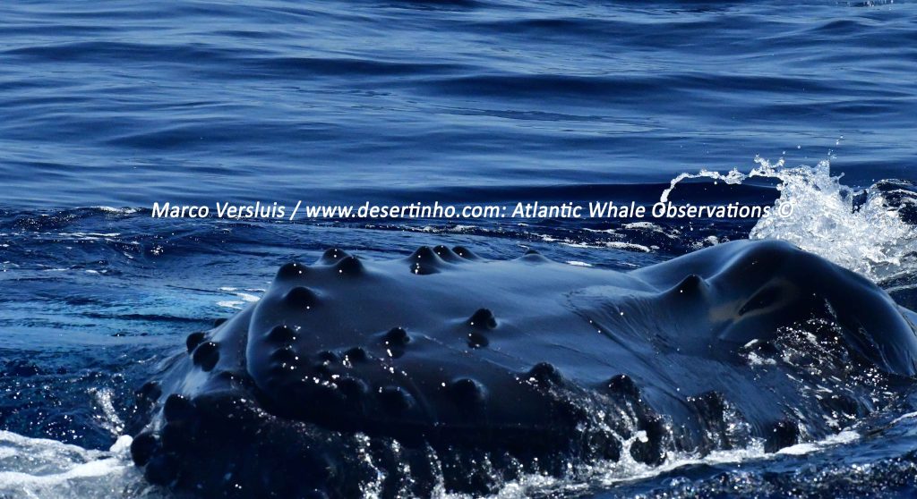 Desertinho Atlantic whale observations: Humpback whale head front