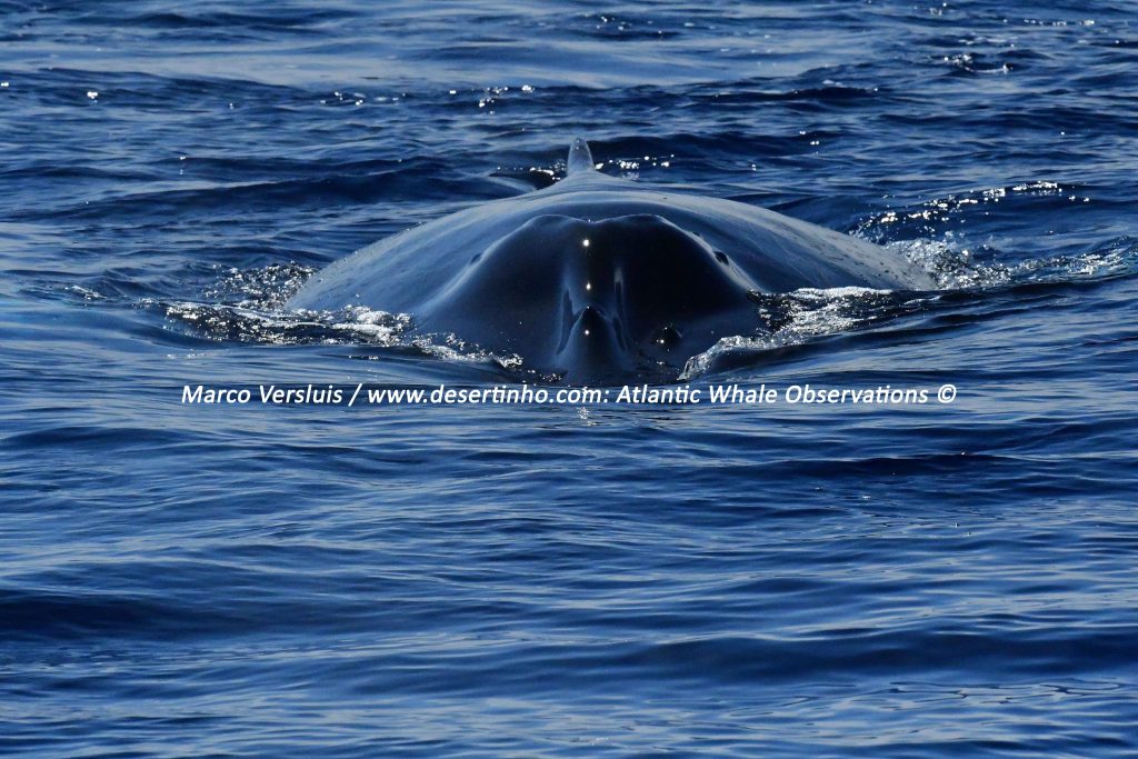 Desertinho Atlantic whale observations: Humpback whale head front