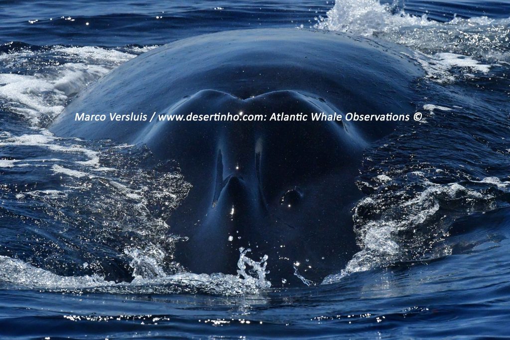 Desertinho Atlantic whale observations: Humpback whale head front