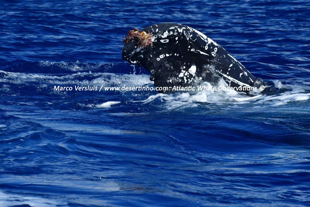 Desertinho Atlantic whale observations: Humpback whale tail top