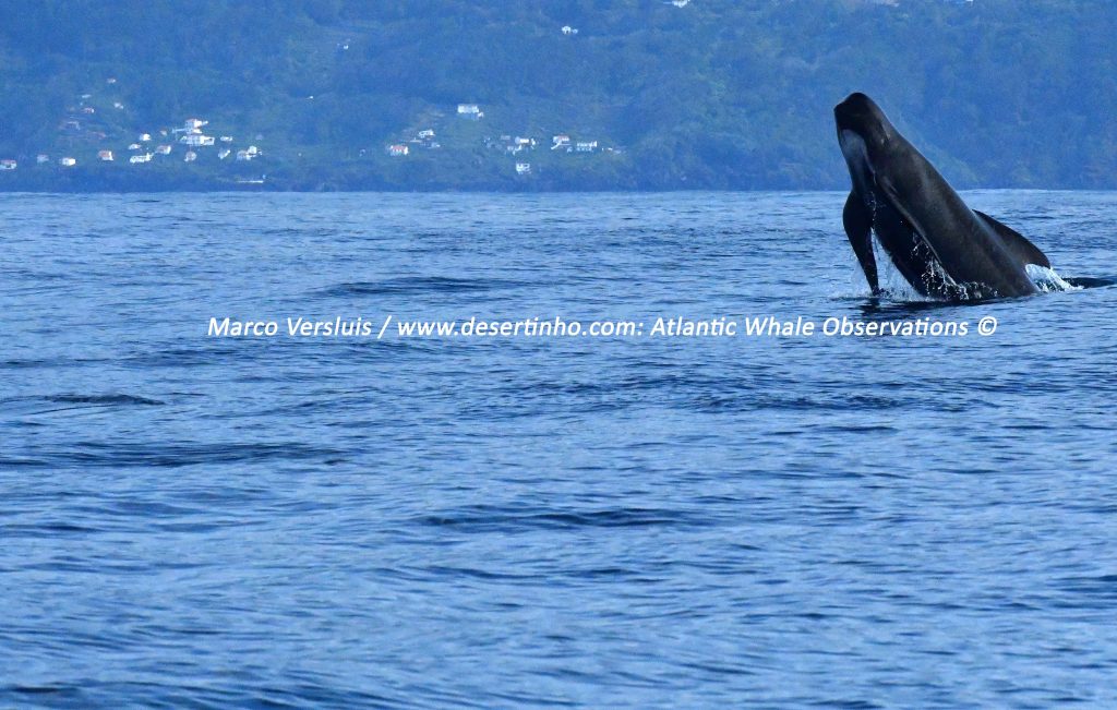 Desertinho Atlantic whale observations: Long finned pilot whale breaching