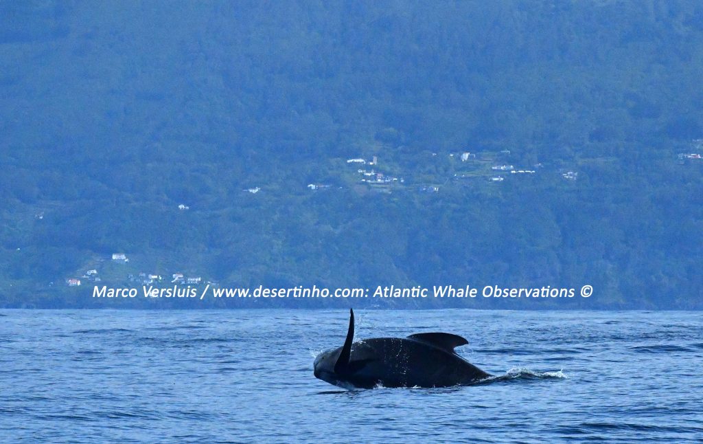 Desertinho Atlantic whale observations: Long finned pilot whale breaching