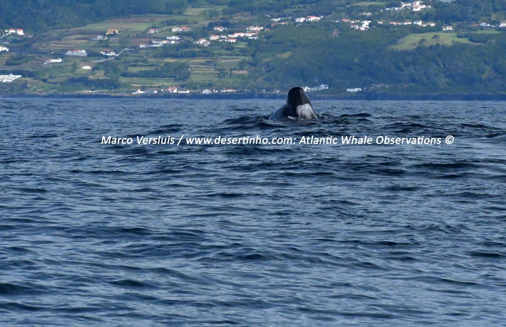 Desertinho Atlantic whale observations: Long finned pilot whale Spy hopping