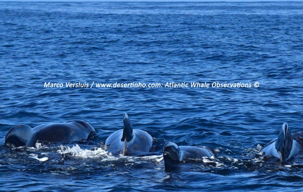 Desertinho Atlantic whale observations: Long finned pilot whale pod