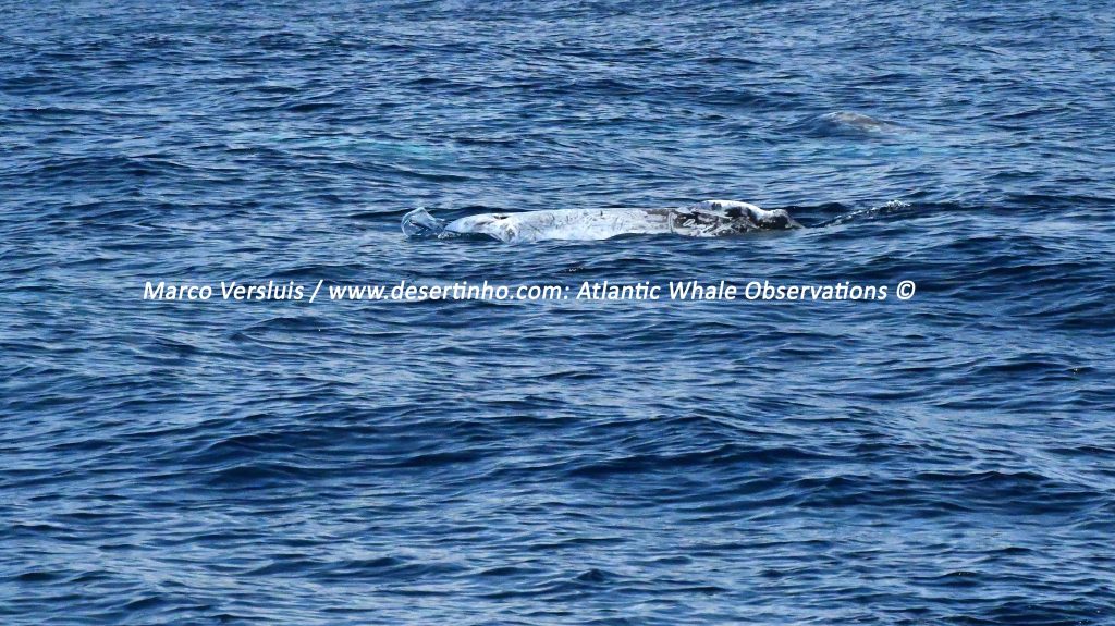 Desertinho Atlantic whale observations: Risso's dolphin missing dorsal fin