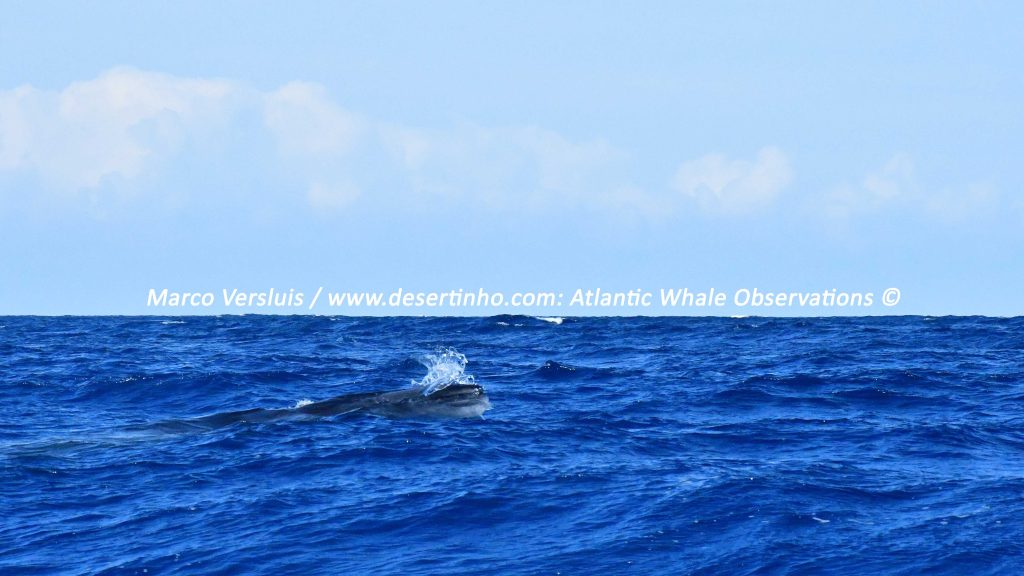 Desertinho Atlantic whale observations: Sei whale calf