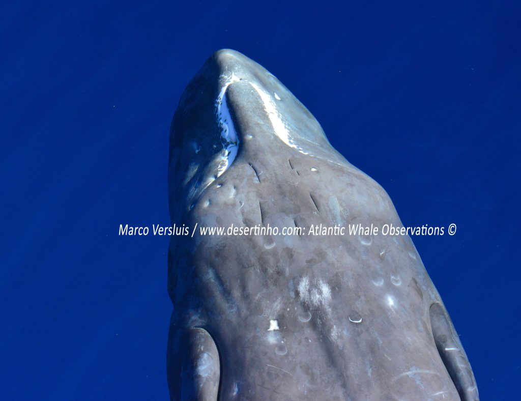 Desertinho Atlantic whale observations: Sperm whale calf