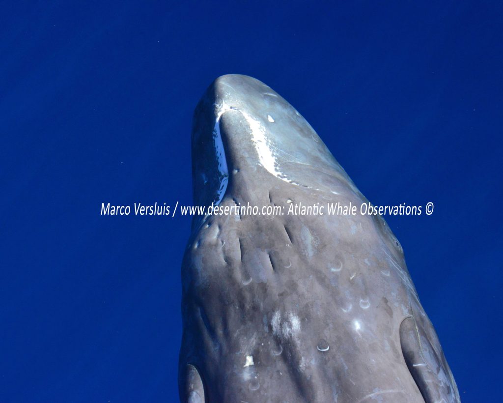 Desertinho Atlantic whale observations: Sperm whale calf