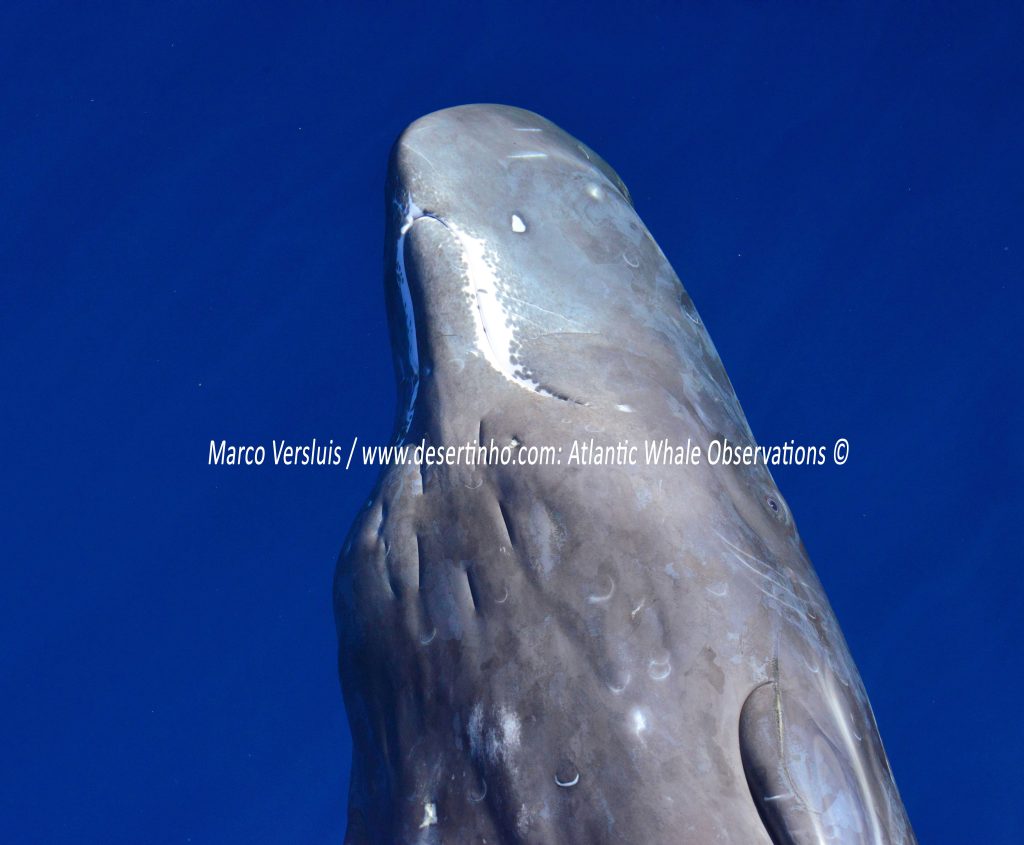 Desertinho Atlantic whale observations: Sperm whale calf