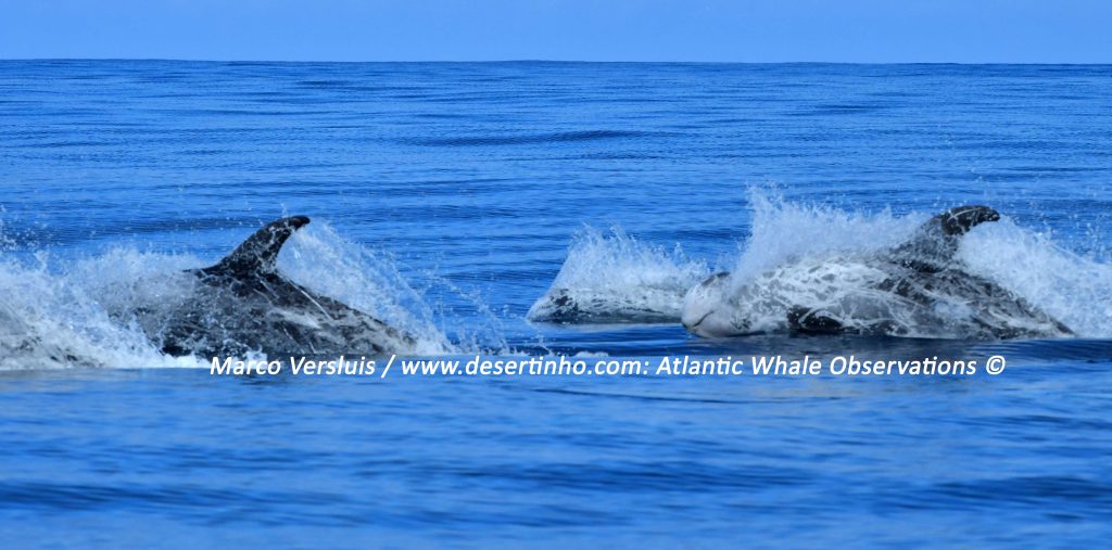 Desertinho Atlantic Whale observations: Risso's Dolphins