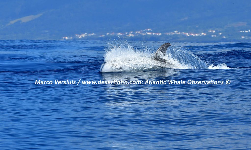 Desertinho Atlantic Whale observations: Risso's Dolphin