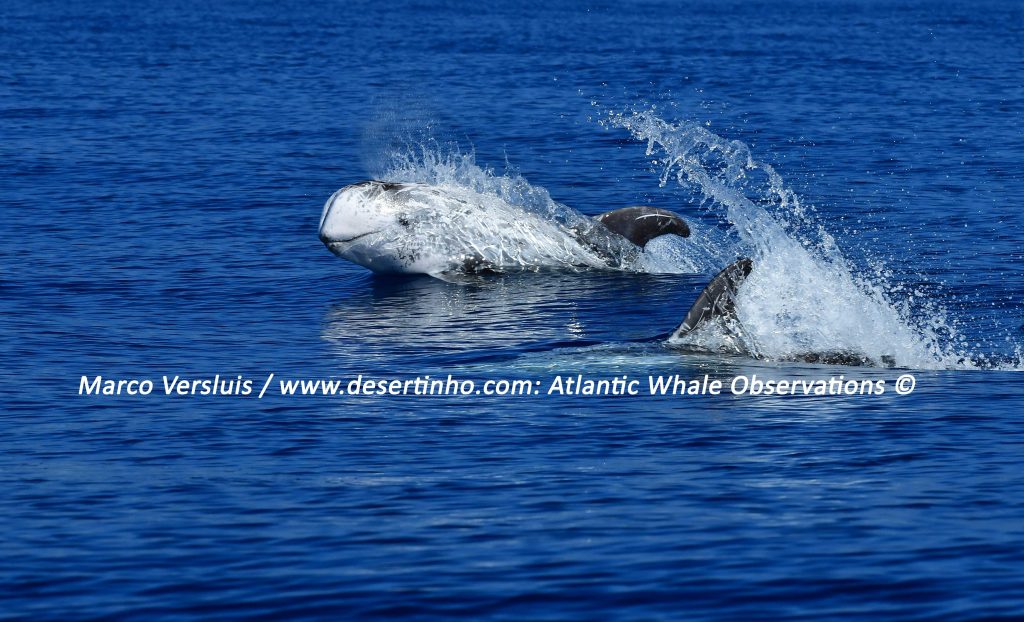 Desertinho Atlantic Whale observations: Risso's Dolphins