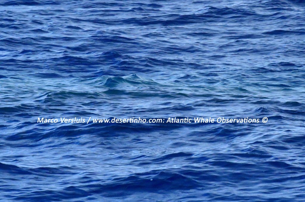 Desertinho Atlantic whale observations: Sei whale fish poo