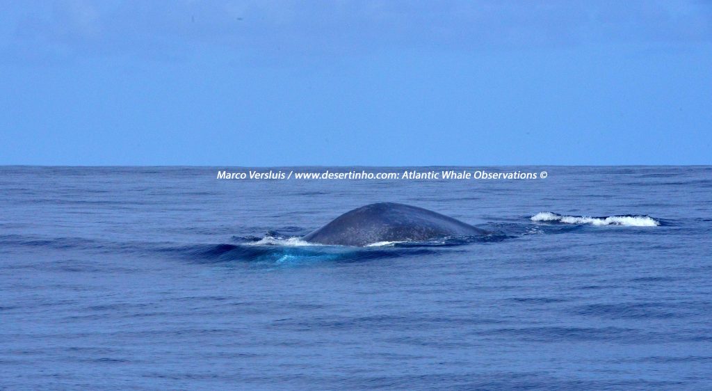 Desertinho Atlantic Whale observations: Blue whale Photo-ID