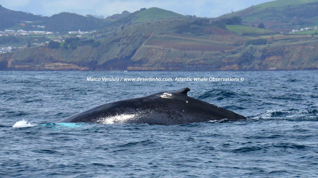Desertinho Atlantic whale observations: Humpback whale left side