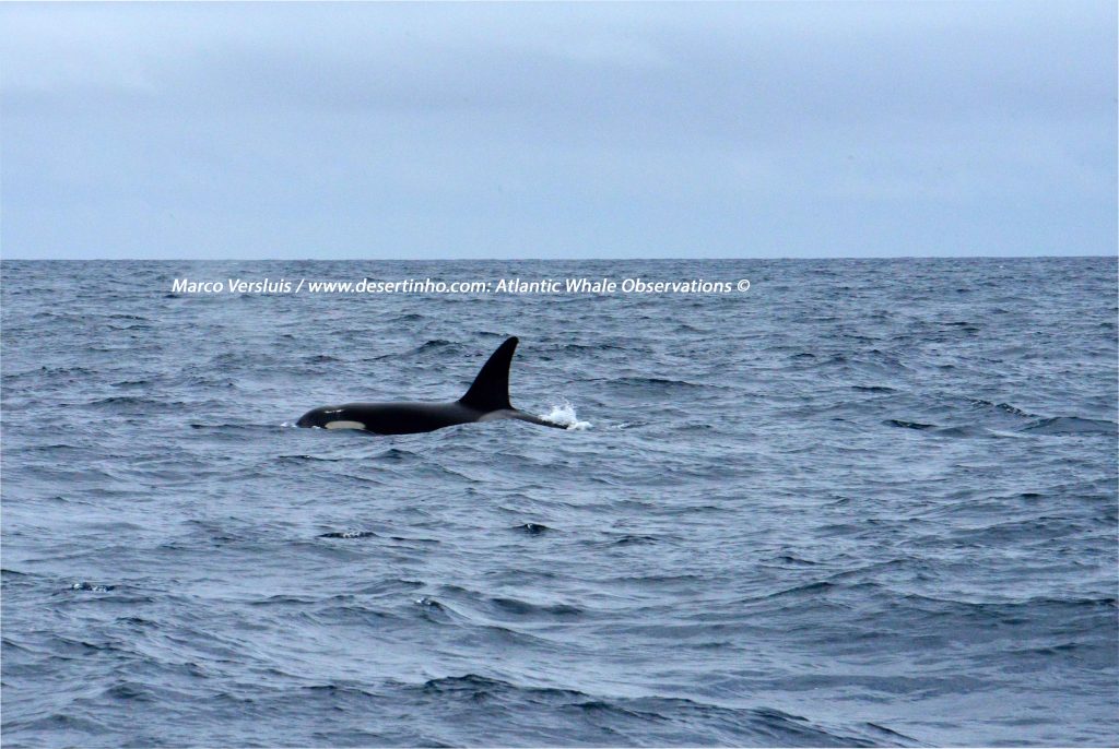 Desertinho Atlantic Whale observations: Orca Photo-ID