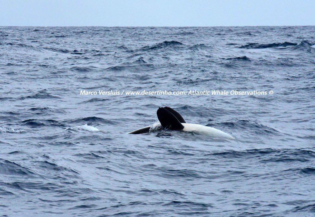 Desertinho Atlantic Whale observations: Orca Photo-ID