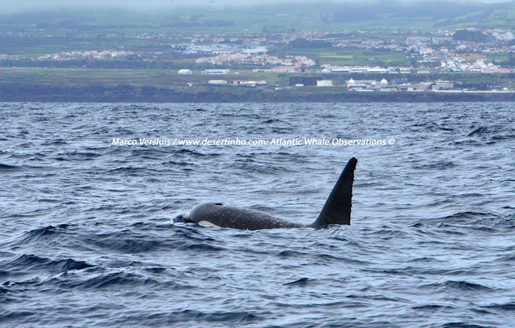 Desertinho Atlantic Whale observations: Orca Photo-ID
