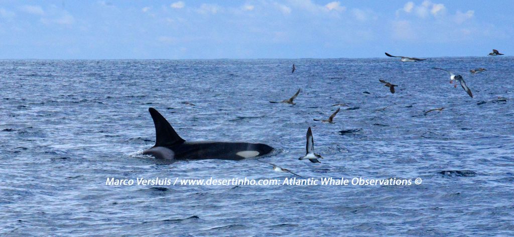 Desertinho Atlantic Whale observations: Orca Photo-ID