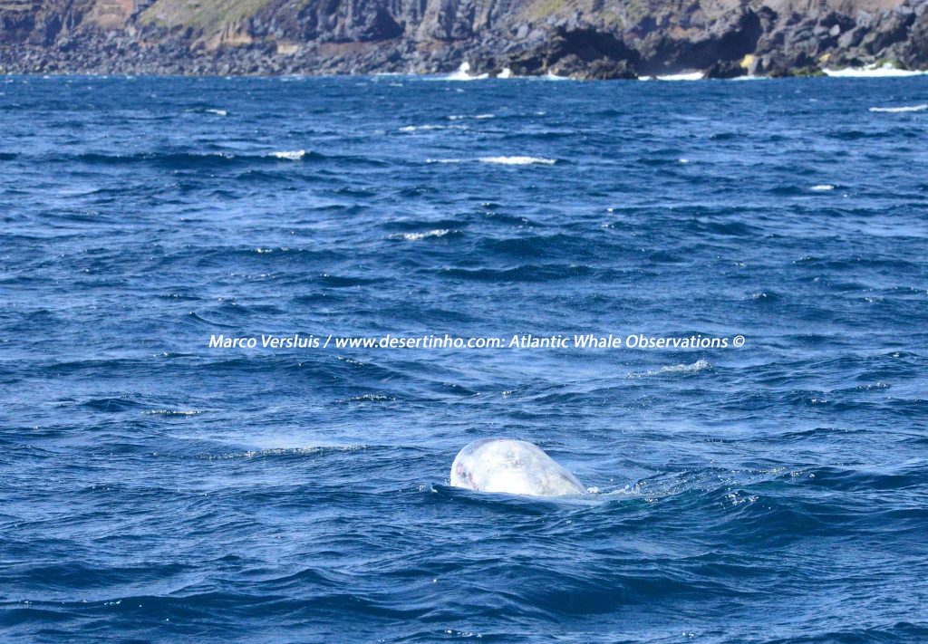Desertinho Atlantic Whale observations: Risso's dolphin Photo-ID