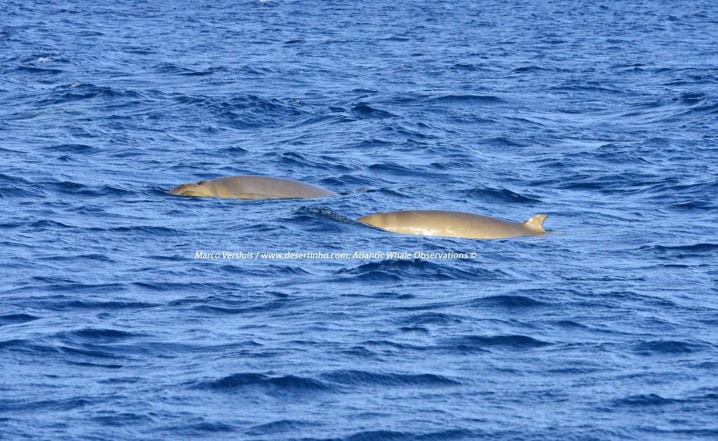 Desertinho Atlantic whale observations: Blainville beaked whales