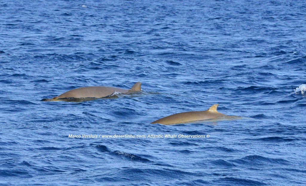 Desertinho Atlantic whale observations: Blainville beaked whales
