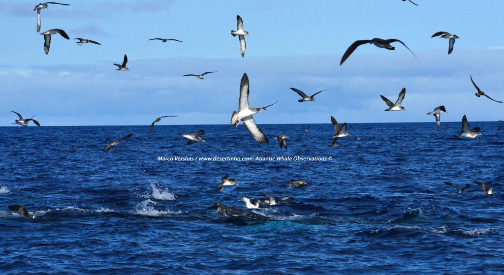 Desertinho Atlantic whale observations: Atlantic Cory Shearwaters with humpback whale