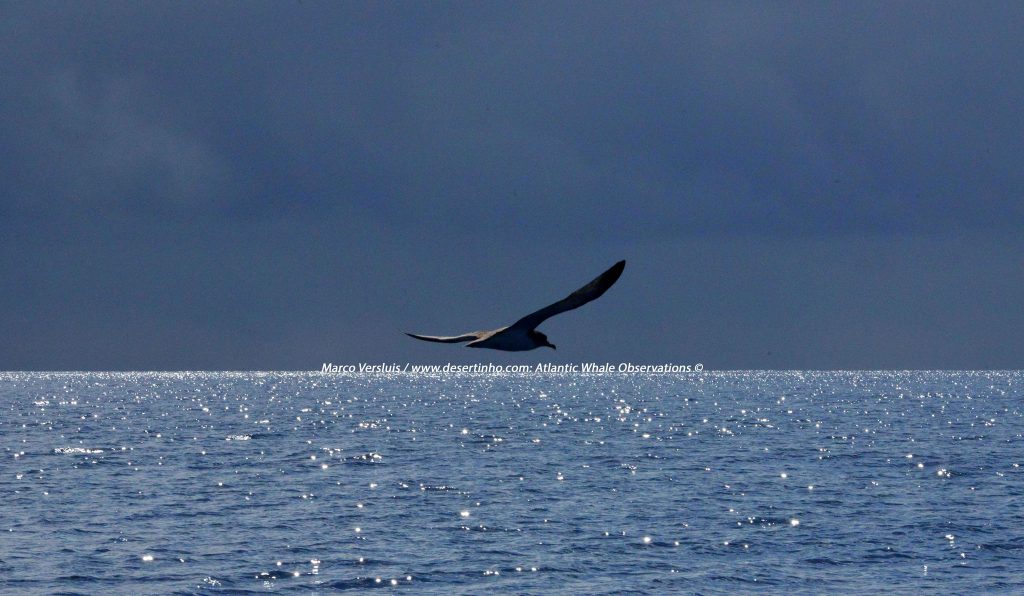 Desertinho Atlantic whale observations: Atlantic Cory Shearwater
