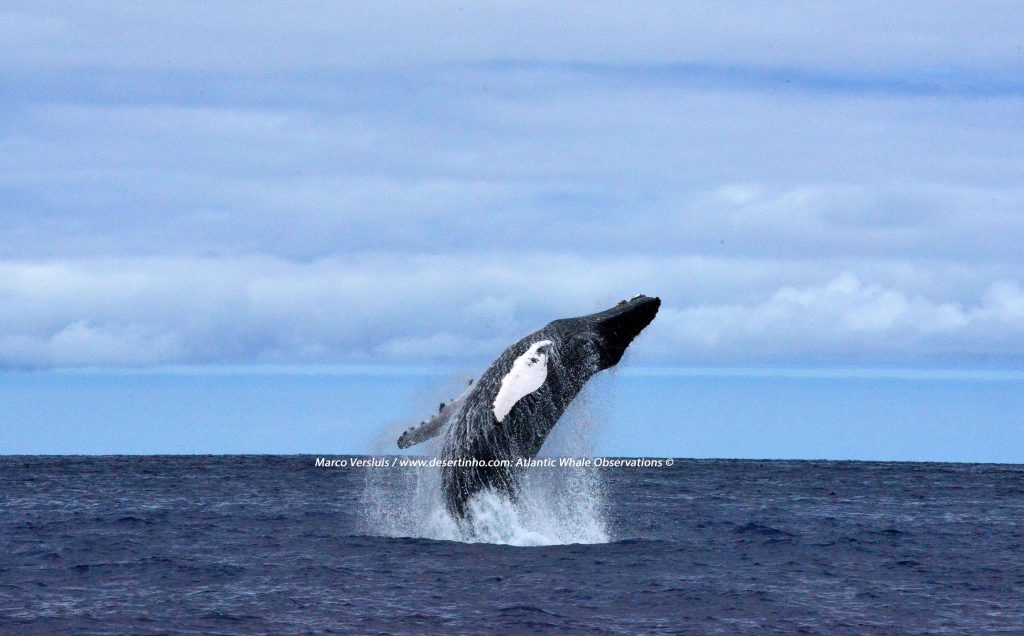 Desertinho Atlantic whale observations: Humpback whale breaching