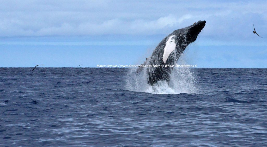 Desertinho Atlantic whale observations: Humpback whale breaching