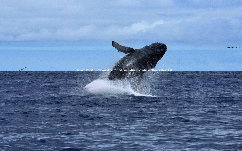 Desertinho Atlantic whale observations: Humpback whale breaching