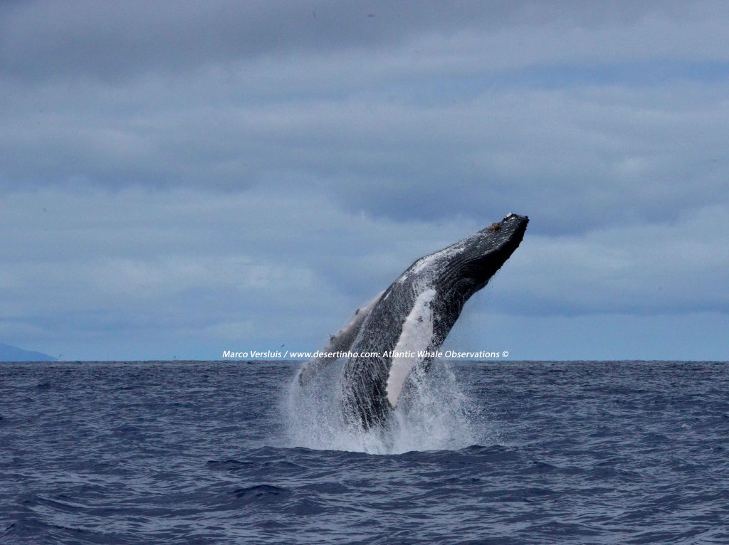 Desertinho Atlantic whale observations: Humpback whale breaching